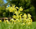 EnviroWireDaily — From neat lawns to wild havens: how No Mow May is transforming England’s gardens