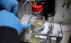 Synthetic mice embryos being grown in a laboratory in Israel in August.  
