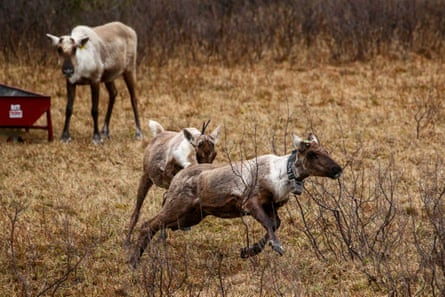 Two brown female caribou leaping and looking playful; they wear collars with tracking devices. A third caribou looks on in the background as she feeds from a container