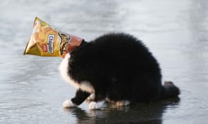 Genk, Belgium. A cat had to be rescued when it got stuck on a frozen lake in Bokrijk with a bag of Cheetos crisps on her head