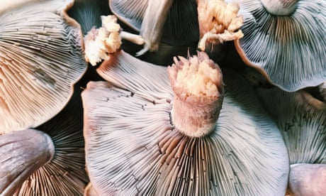 Growing mushrooms is very easy to do in a home garden.