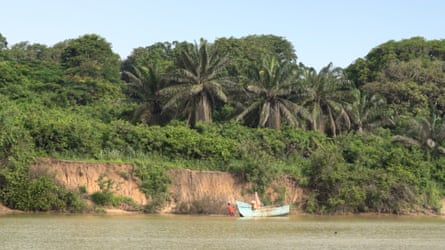 Mangroves trap and store carbon dioxide, making them a crucial buffer against climate change