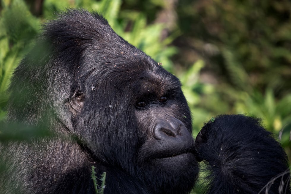 Mountain gorillas are back from the brink. But what happens if they run out of room? Mountain gorillas are back from the brink. But what happens if they run out of room?