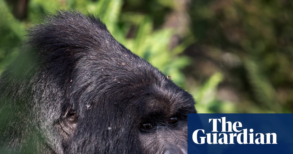 Mountain gorillas are back from the brink. But what happens if they run out of room?