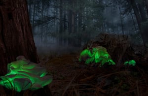 Este Omphalotus nidiformis foi capturado na Floresta de Belanglo, NSW usando longas exposições
