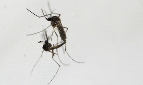 Aedes aegypti mosquitoes are vectors for diseases such as yellow fever, dengue, Zika and chikungunya, which have been aggravated by heatwaves, wildfires, extreme rainfall and floods.