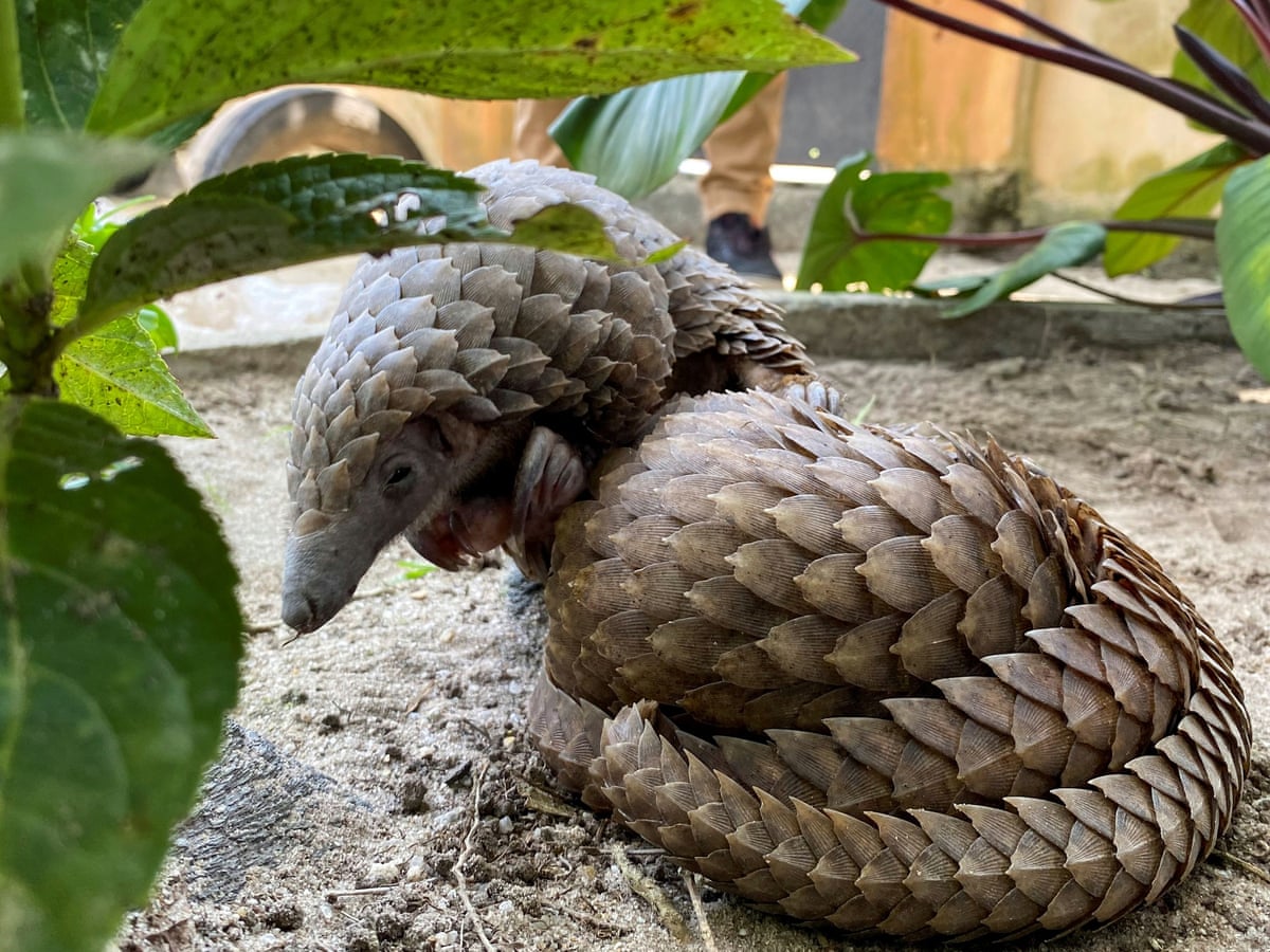 Wild Tales Of Illegal Animal Trading Podcasts Of The Week Podcasts The Guardian Wild Tales Of Illegal Animal Trading Podcasts Of The Week Podcasts The Guardian