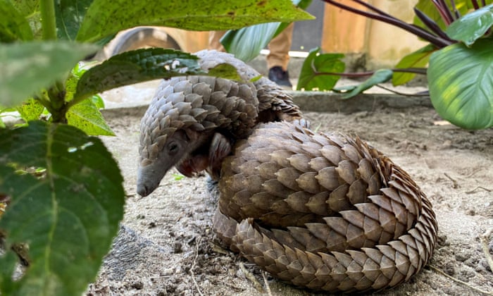 Wild Tales Of Illegal Animal Trading Podcasts Of The Week Podcasts The Guardian Wild Tales Of Illegal Animal Trading Podcasts Of The Week Podcasts The Guardian