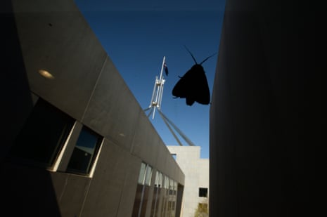A bogong moth is seen inside Parliament House in 2013. They used to be a common sight in Canberra