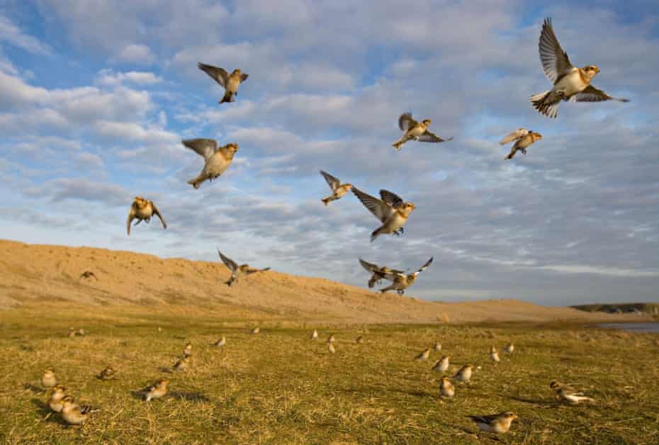 Snow buntings flock on Salthouse beach, Norfolk.