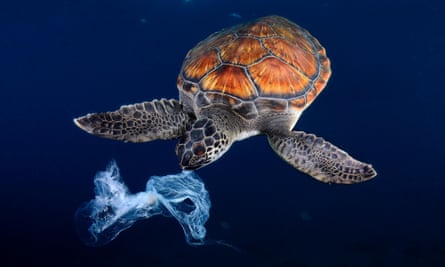 A green sea turtle tries to eat a plastic bag after mistaking it for a jellyfish.