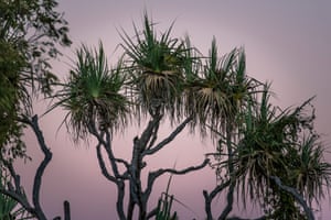 Pandanus trees at dusk, a classic sight within the Kimberley.