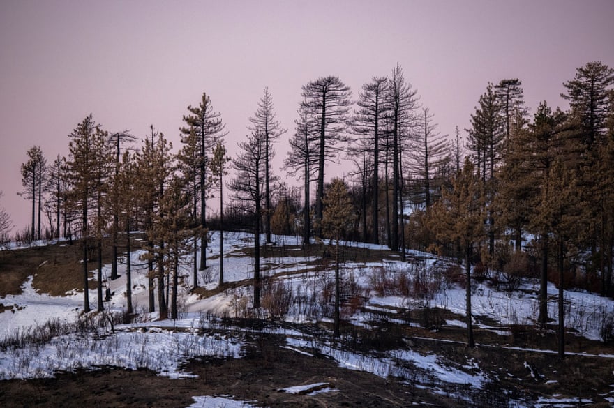 Burned trees are seen after the first winter storm of the season drops snow on the Bobcat fire scar in the Angeles national forest near Azusa, California, on 31 December 2020.