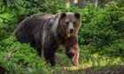 Five injured in second bear attack in Slovakia in three days