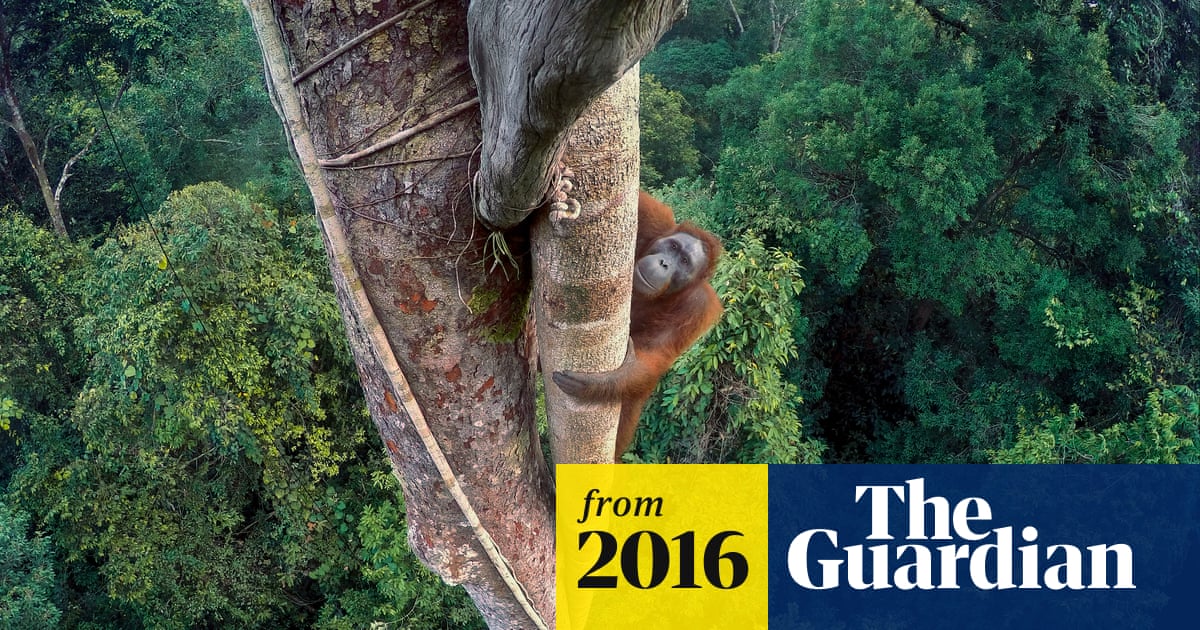 2016 wildlife photographer of the year - winners in pictures
