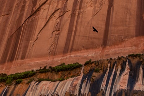 Water seeps through the sandstone walls along the Colorado River, where a long tunnel was drilled during the construction of the Glen Canyon dam.