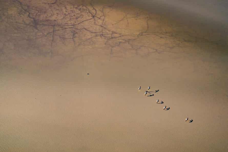 A flock of Australian Pelicans (Pelecanus conspicillatus) rest on a river channel that crosses Lake Eyre North. Lake Eyre North, South Australia, Australia March 2022 Cropped.