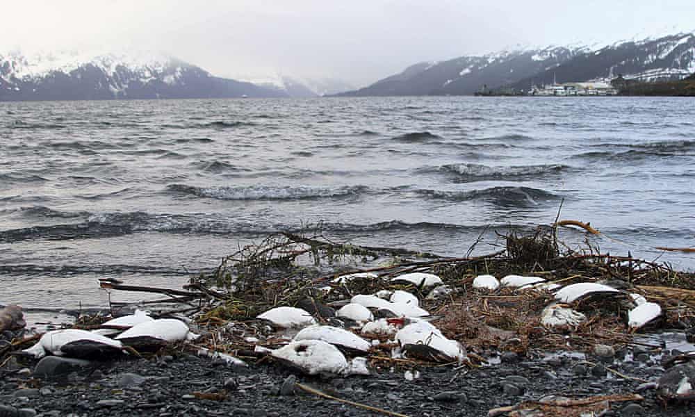 Huge ‘hot blob’ killed nearly a million seabirds