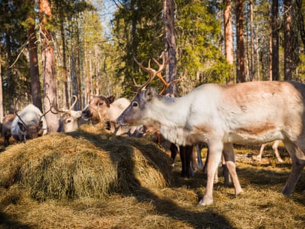 Reindeer feed on hay