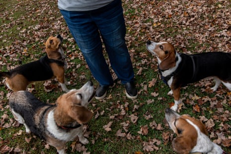 Donna and Malcolm Pinkston own five beagles in Hillsborough, North Carolina.