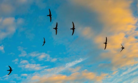 Swifts in flight over Monmouthshire, Wales. Birds that rely on invertebrates for food were found to be the hardest hit.