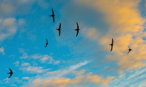A flock of swifts at sunset.
