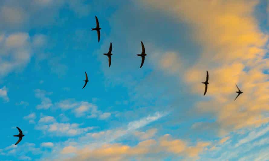 A flock of swifts at sunset.