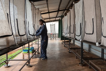 A women standing between rows of see-through hanging cloth insect houses.