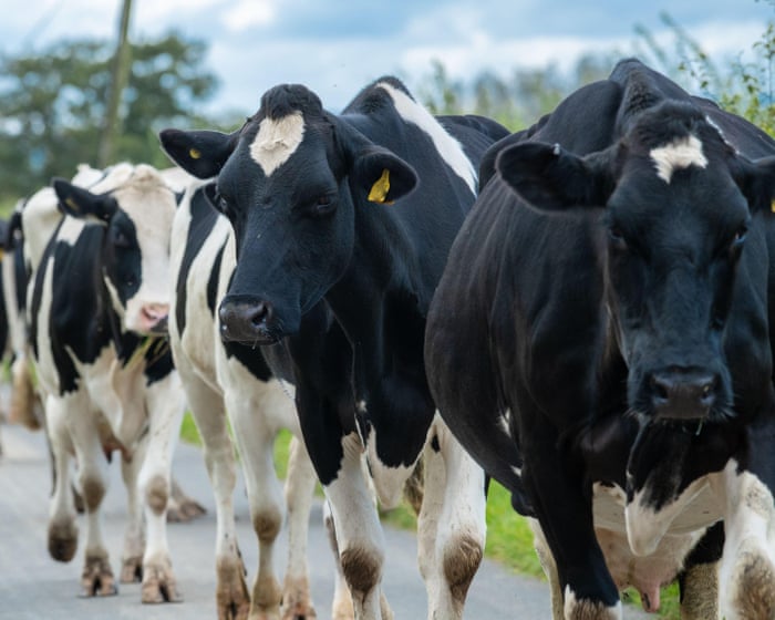Dairy farmers say worker shortage is threatening UK food security