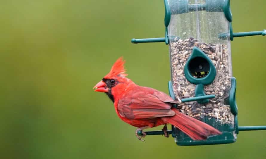 Northern Cardinal male on a feeder
