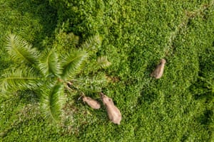 A small group of Sumatran elephants feeding near palm oil plantations in Peunaron, eastern Aceh province, Indonesia