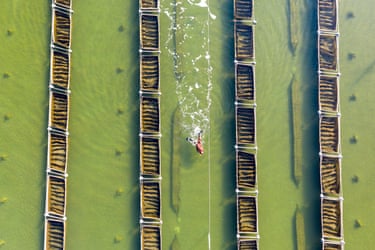 A diver harvests sea cucumbers on a farm near the Luan River in Hebei province