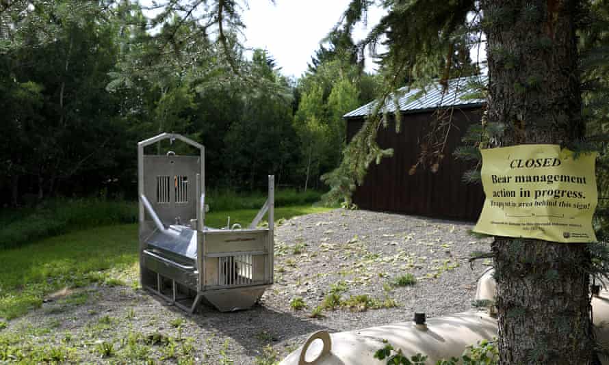 Bear trap set in the camping area where Leah Davis Lokan was killed by a grizzly.