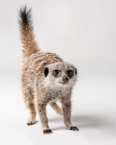 A cute little meerkat, whose family is a ‘murderous matriarchy’.