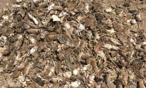 NSW has acquired 5,000 litres of a poison to help farmers battle a mouse plague.