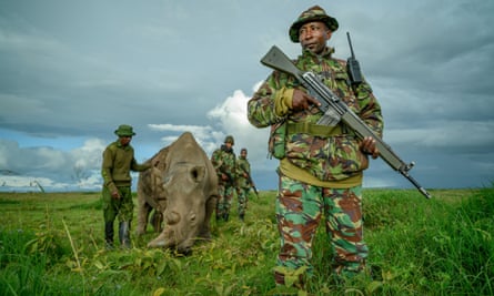 A rhino on grassland and several men in military uniform with guns