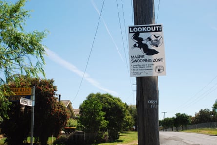 A sign warning of the likelihood of Australian magpie attacks during spring.