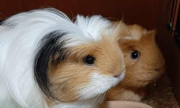 Tony Craig’s family guinea pigs.