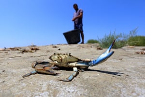 A blue crab at on the riverbank near the Divjaka Lagoon in Albania.