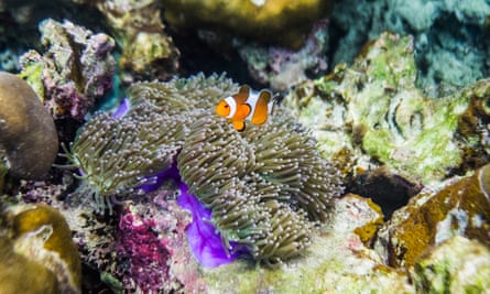 A clownfish swims around some coral.