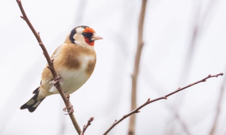 A photo of a goldfinch taken by Summer.