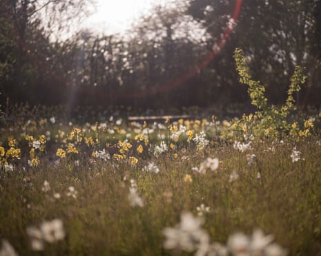 A field of flowers with trees growing around it in hazy sunlight