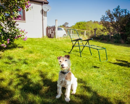 Morris the dog sitting in a garden looking quizzical