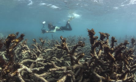 Aftermath of coral bleaching in the Great Barrier Reef