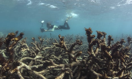 Aftermath of bleaching on the Great Barrier Reef