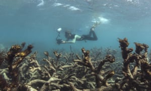 Bleaching at Lizard Island on the Great Barrier Reef
