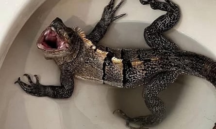 John Riddle, 58, finds iguana in the toilet at his home in Hollywood, Florida.