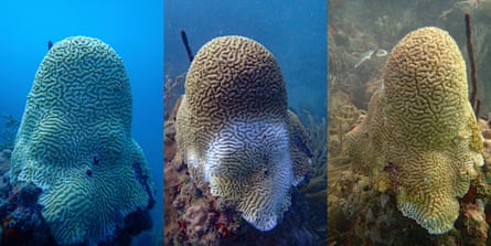 Three pictures of  a single coral showing the spread of the bleached appearance as it dies 