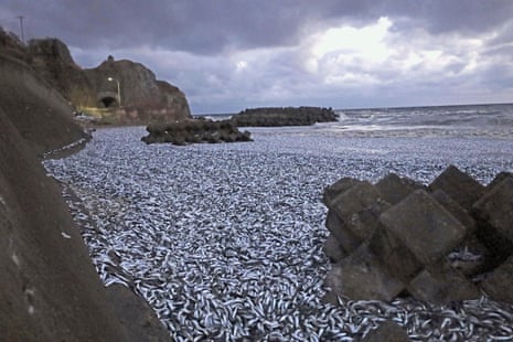 Sardines and mackerels are seen washed up on a beach in Hakodate, Hokkaido, northern Japan