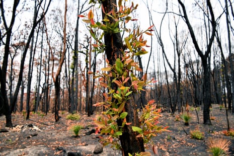 Vegetation regrowth in land destroyed by bushfires in Kulnura, New South Wales Australia, January 2020